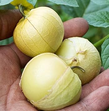 Light Yellow Tomatillo Physalis philadelphica seeds for garden planting